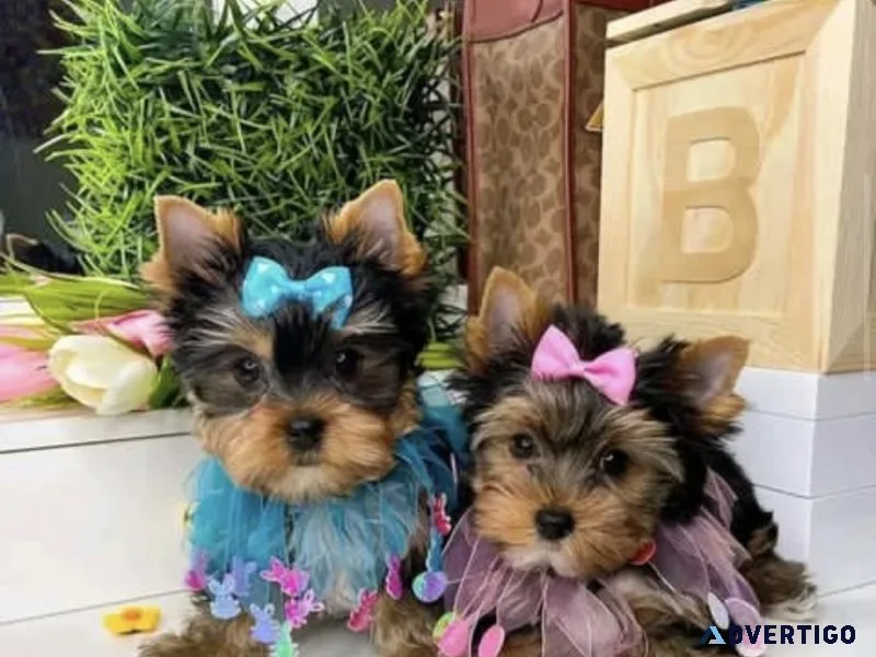 teacup yorkie having puppies