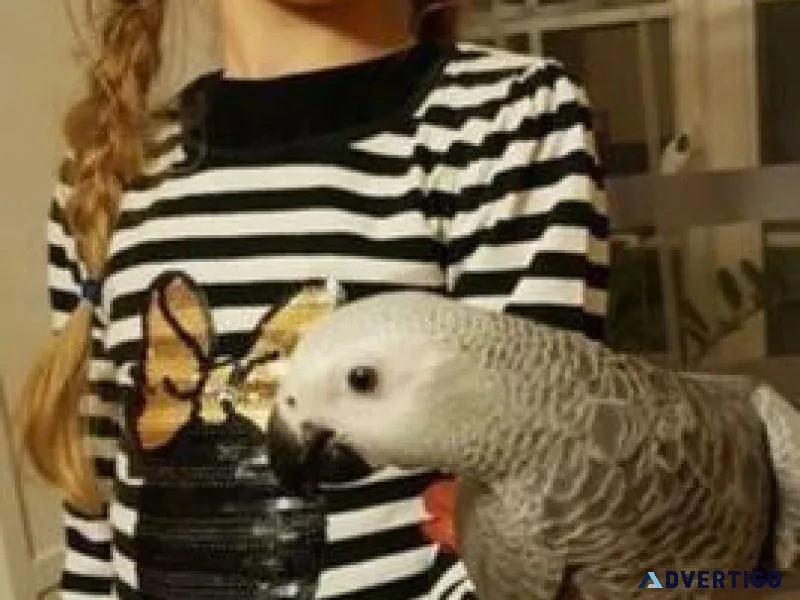 African grey parrot  young bird