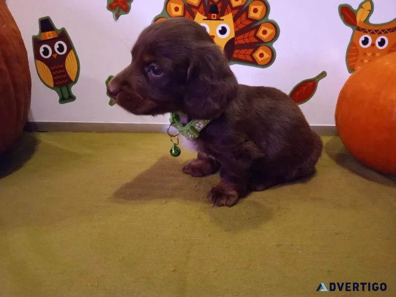 2 Male Miniature Dachshund Puppies Ready Now