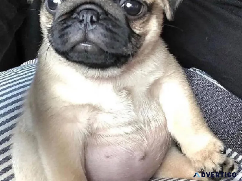 Pugs Puppies Ready Now
