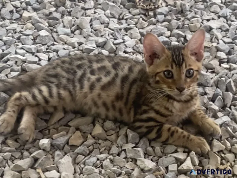 Exotic Bengal Kittens