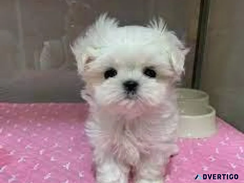 Toy Purebred Maltese
