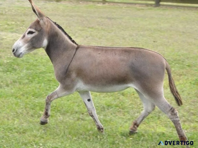 Mini donkey