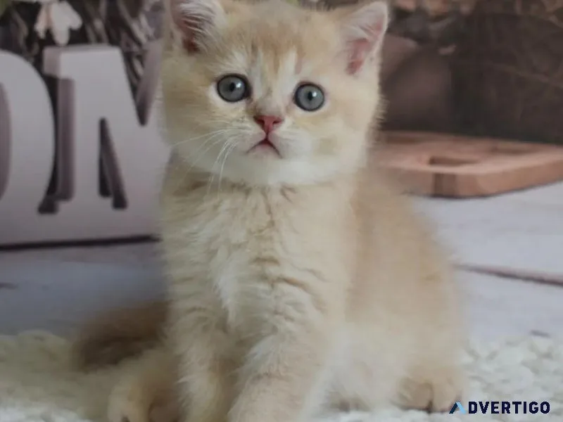 Adorable munchkin kitten for rehoming