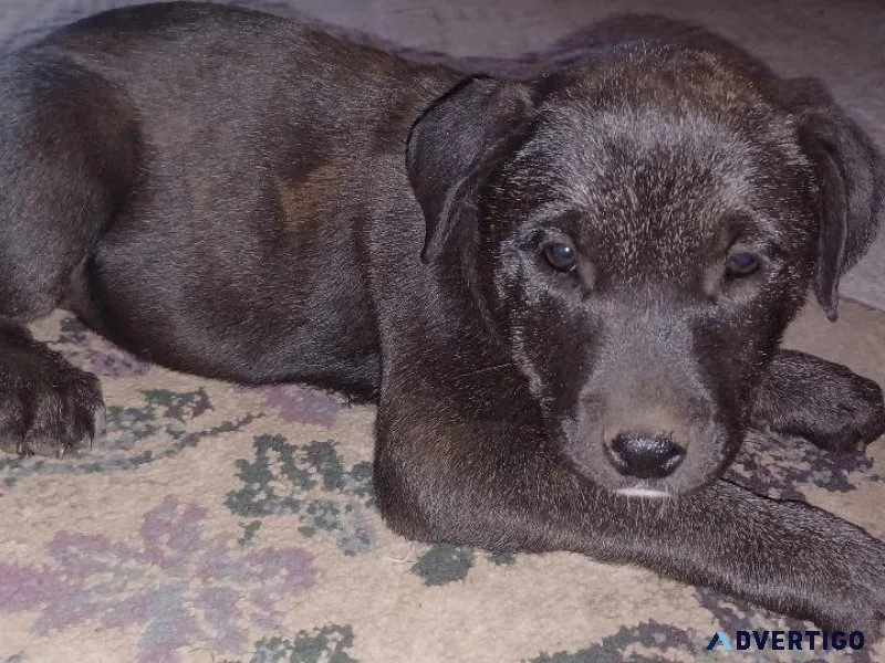 Pit Bull x Blue Lacy puppies need homes.