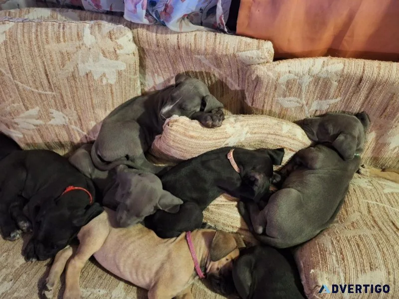 Great Dane Puppies