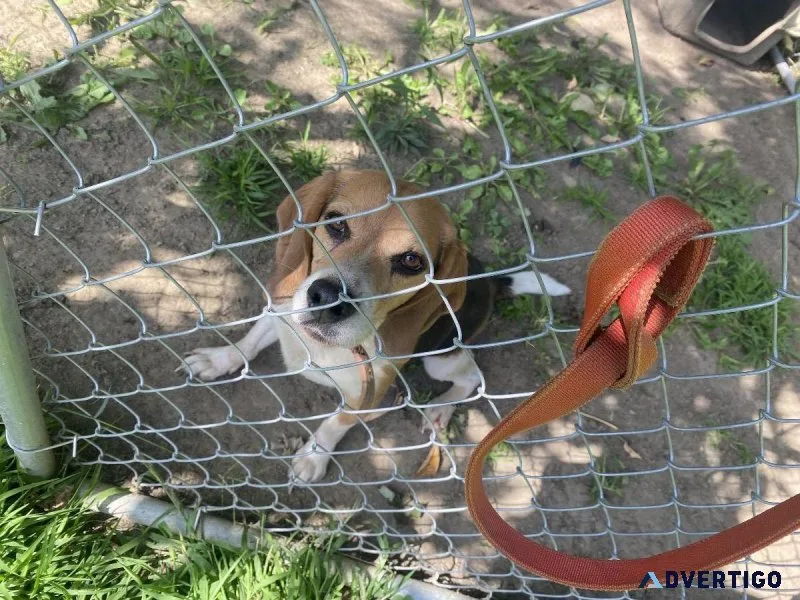 Free Beagle