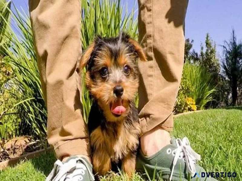 Alpha Male Small Dog.