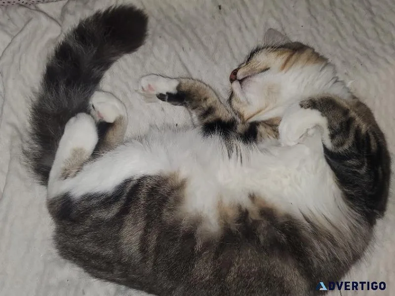 4-Kittens To Good Home