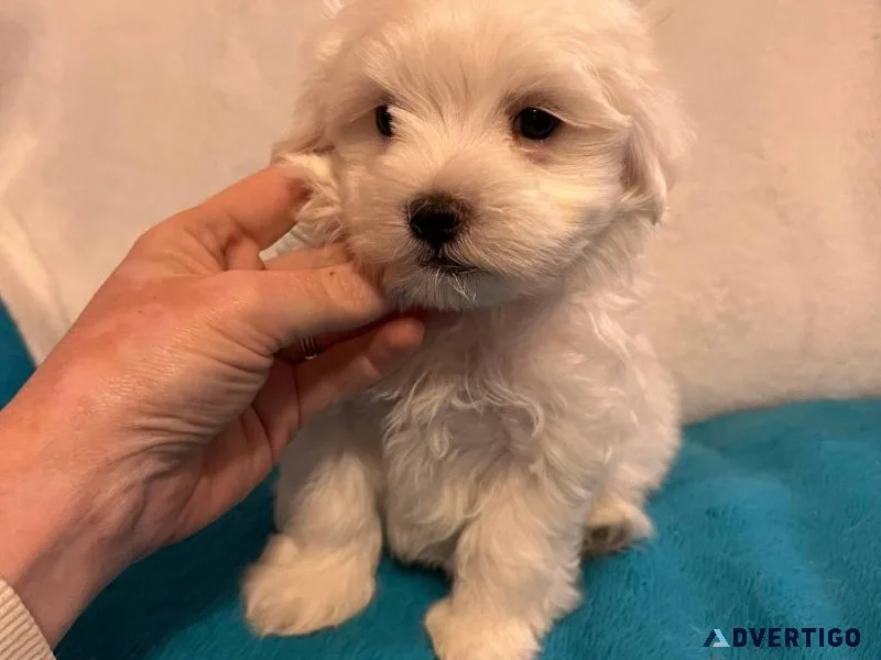 female and male maltese puppies