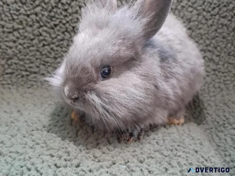 8 week old bunnies