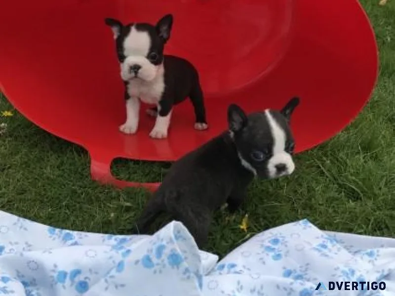 Bulky Male and Female Boston Terrier Puppies