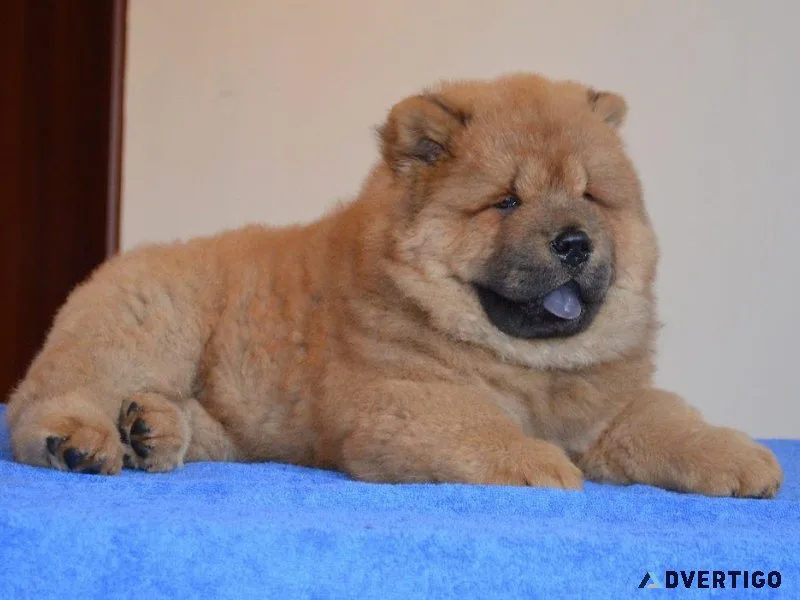 Overjoyed Chow Chow puppies available