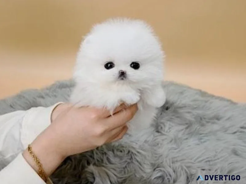 Gorgeous Micro Teacup Pomeranian Puppies For Sale