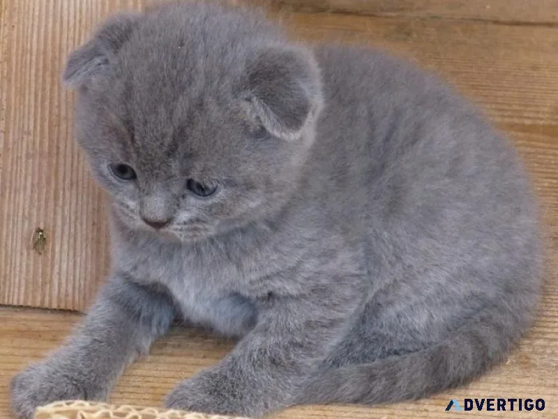 Scottish Fold Kittens For Sale