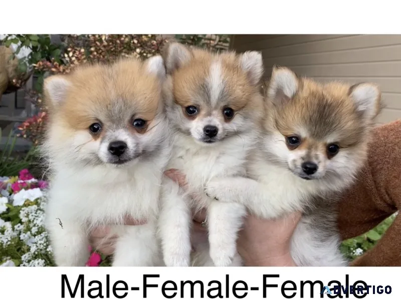 Pomeranian puppies