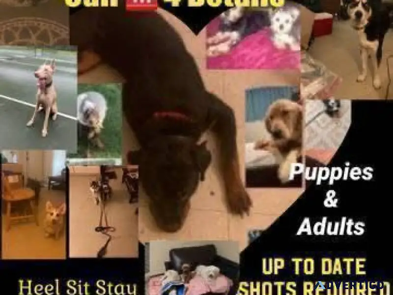 Dogs puppies training 3