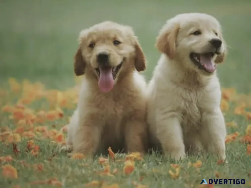 Cute golden retriever for sale