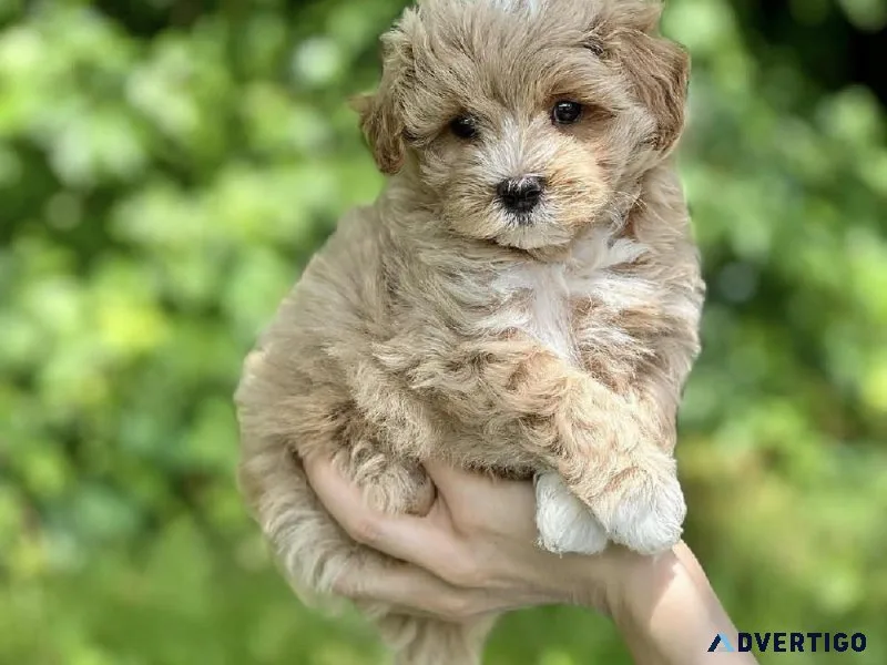 mini cavapoos