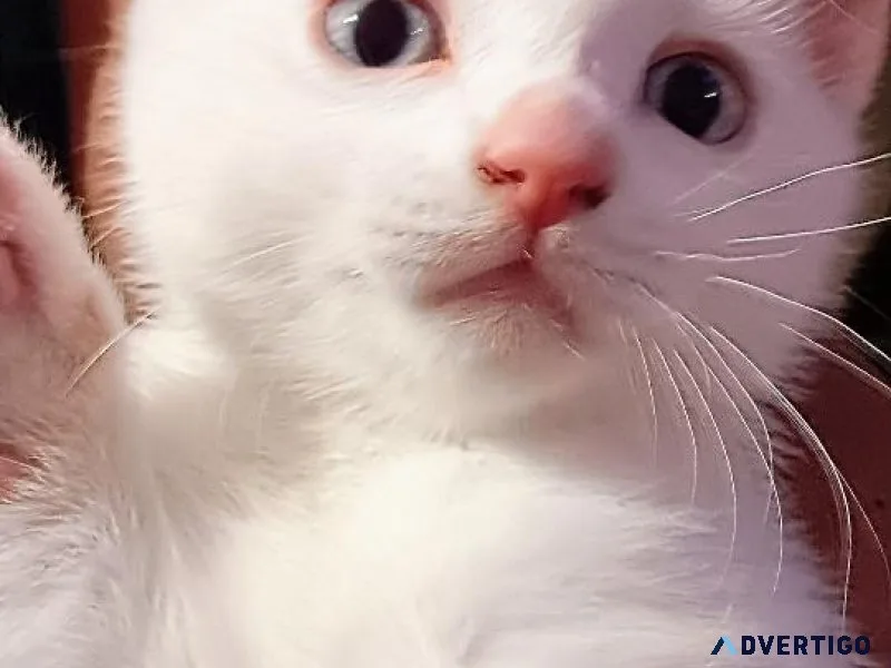 White siamese kitten slight tan tail