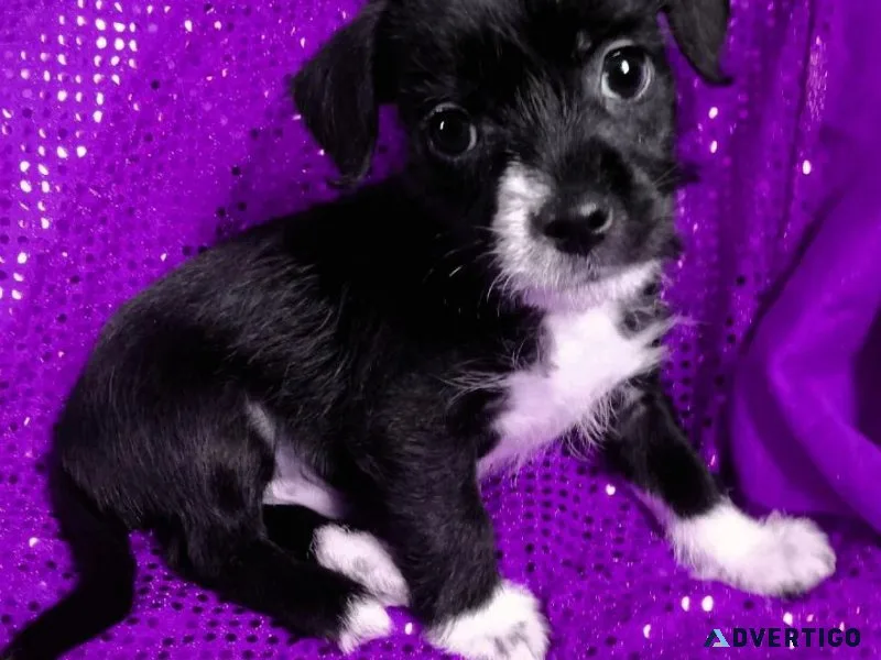 Chizer  puppy  Schnauzerchihuahua