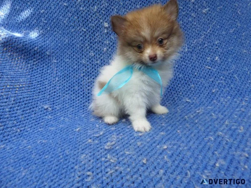 Pomeranian Puppies