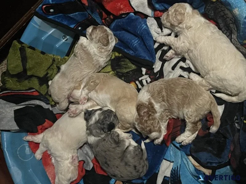 Double doodle puppies