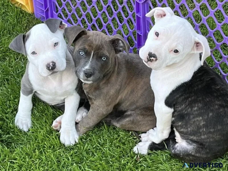 Pit bull available for sale