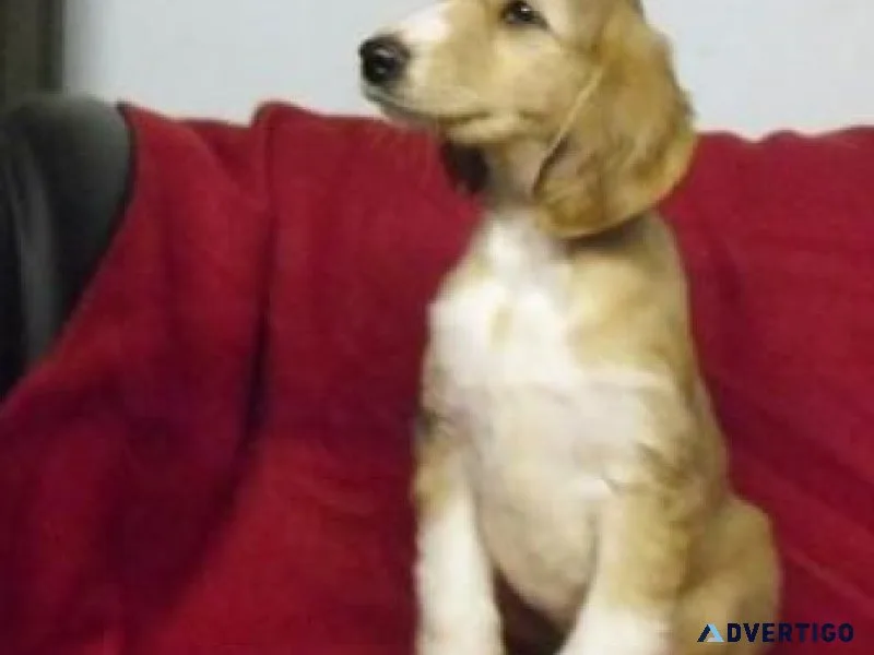 Healthy Afghan Hound puppies  for sale