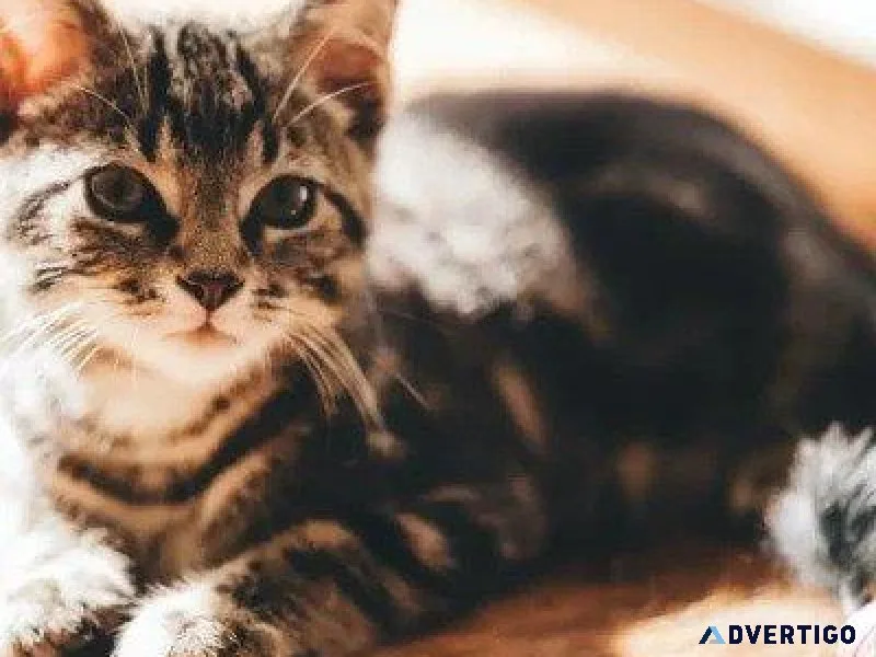 Playing With A Kitten - Pet Clinic in Columbia MD