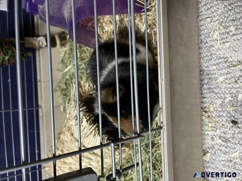 I have two Guinea pig females in a cage then 1 male