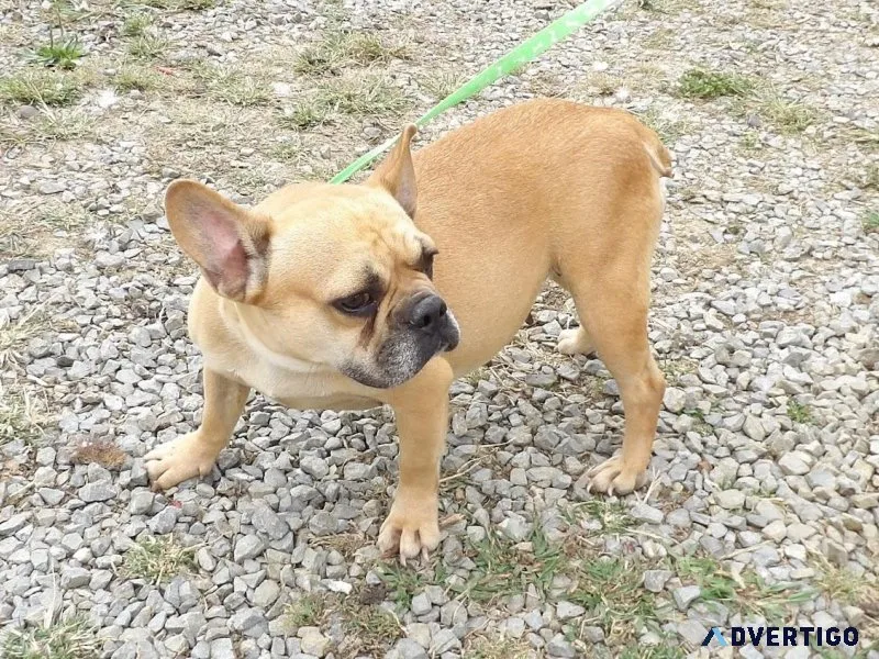 Frenchton females