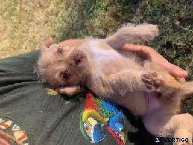 Blond female chihuahua puppy
