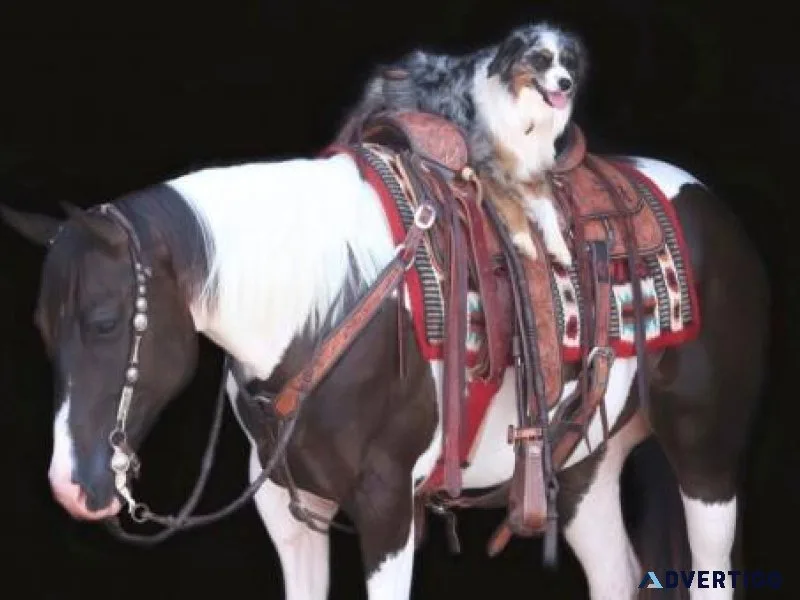 2017 Paint mare Hippie - Funniest Little Mare Kids Safe
