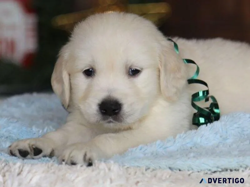 Golden retriever for sale