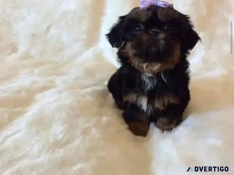 kennel club yorkshire terrier puppies for sale