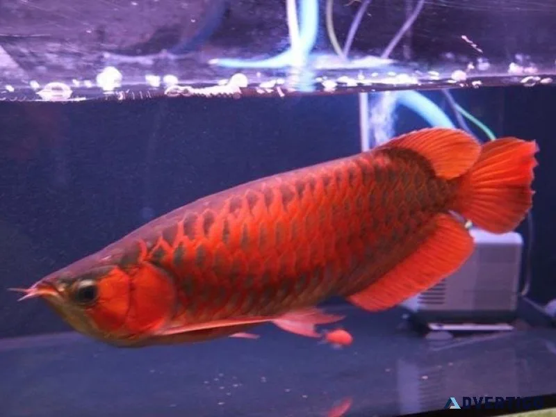 Asian Red Arowana fish For Sale
