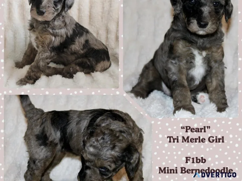 F1bb Mini Bernedoodles