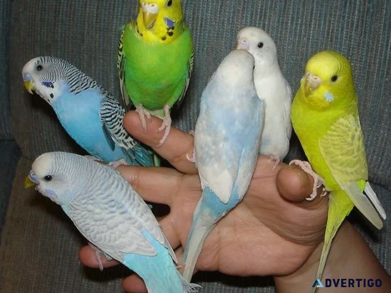 Adorable Parakeet Birds on Sale