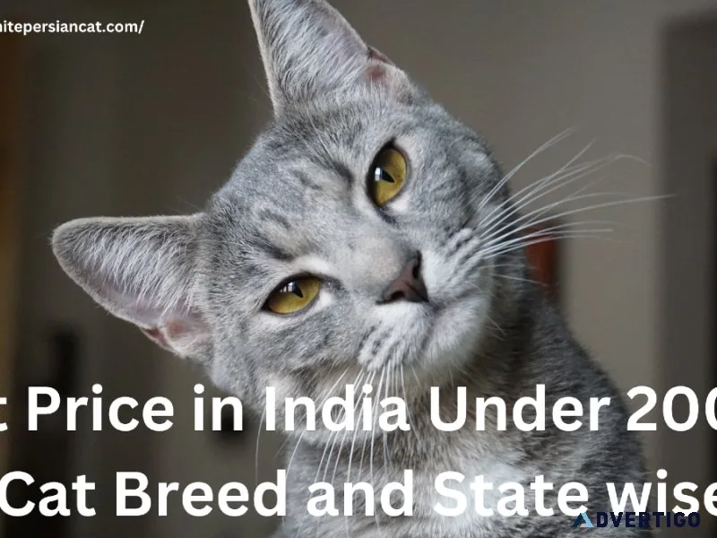 Cat Price in India Under 2000
