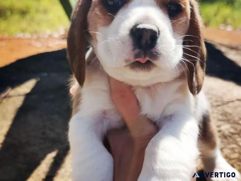 Beagle Puppies For Sale