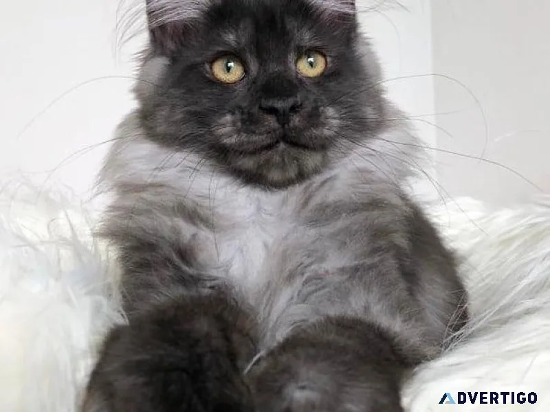 Maine coon kitten