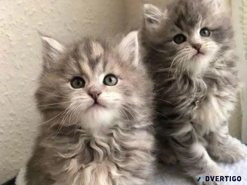 Registered Siberian Kittens