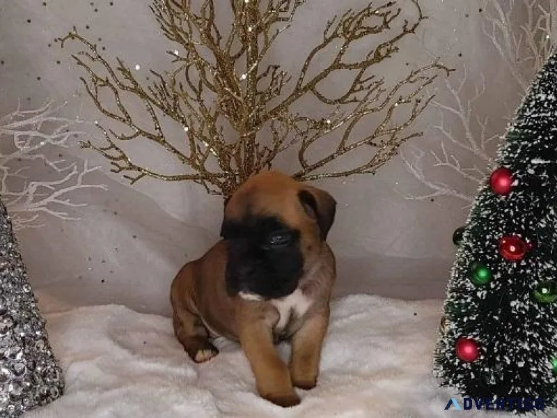 Charming Boxer Puppy