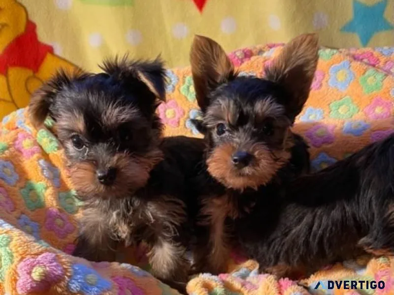 Very Adorable Yorkie Puppies