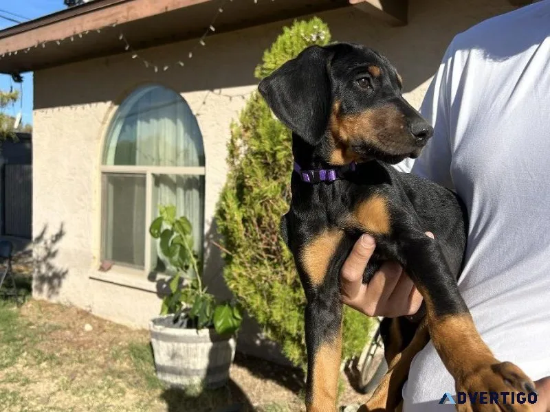 10wk Golderman Puppies (DobermanGolden Retriever X)