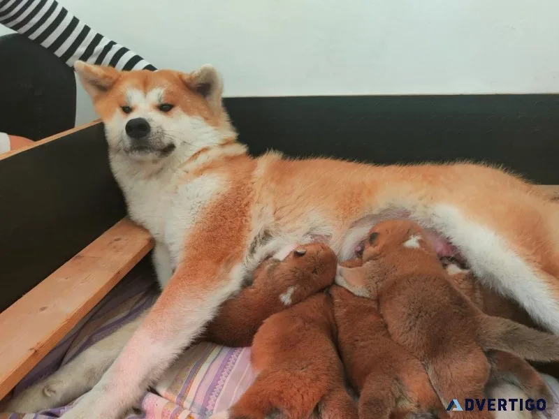 Akita Puppies Awaiting a Forever Home