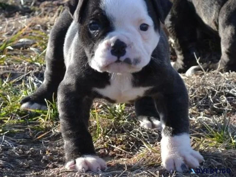 Potty Trained American Bulldog puppies
