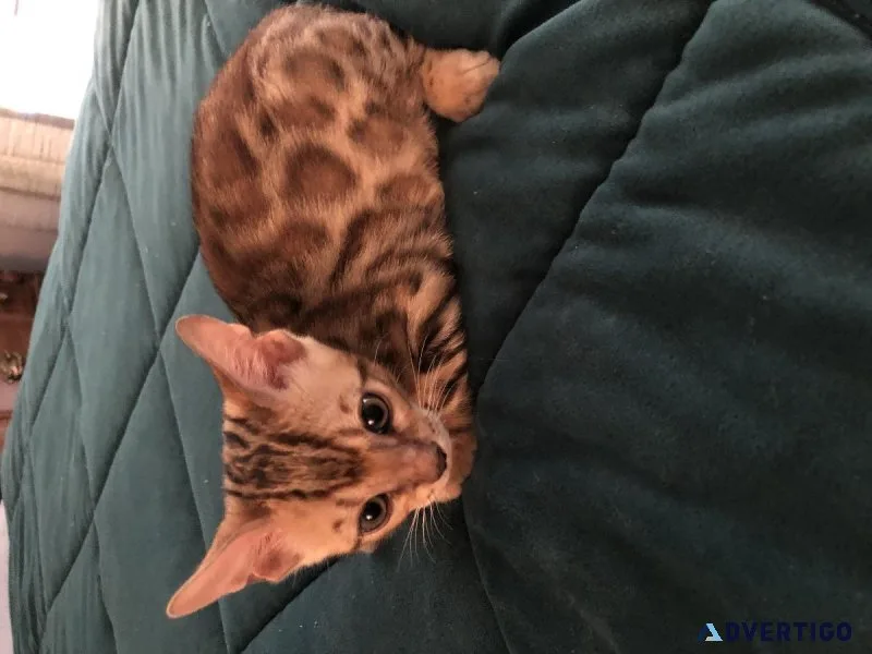 Bengal Kittens