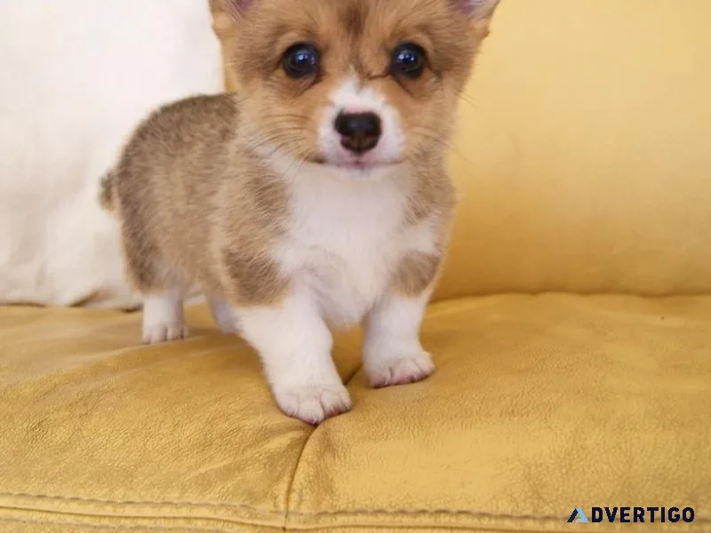Affectionate  Pembroke Welsh Corgi puppies